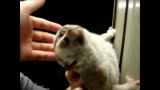 【猴片】虽不明,但觉厉!